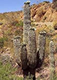 Tropica - Cactus - Cactus Mexicain Géant (Carnegia gigantea) - 40 Graines