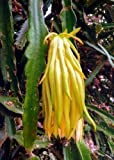 Tropica - Cactus - Le fruit du dragon d'Amérique du sud/Pitahaya - Cactus (Selenericeus megalanthus) - 20 Graines
