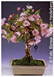 TROPICA - Cerisier du Japon (Prunus serrulata) - 30 graines- Bonsai