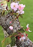 TROPICA - Cerisier du japon (Prunus serrulata) - 30 graines- Résistant au froid