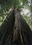 Tropica - Côtes - Sequoia (Sequoia sempervirens) - 50 graines