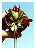 Tropica - Dionée attrape-mouche (Dionaea muscipula) - 10 graines avec culture en substrat