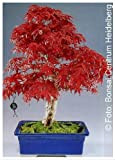 TROPICA - Érable du Japon rouge (Acer palmatum atropurpureum) - 20 graines- Bonsai