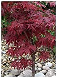 TROPICA - Érable du Japon rouge (Acer palmatum atropurpureum) - 20 graines- Résistant au froid