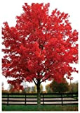 TROPICA - Érable rouge (Acer rubrum) - 20 graines- Magie tropicale