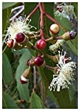 TROPICA - Eucalyptus citronné (Eucalyptus citriodora syn. E. maculata) - 200 graines- Australie