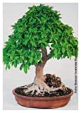 TROPICA - Ficus ginseng (Ficus rmicrocarpa) - 20 graines- Bonsai