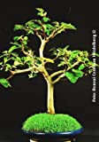 TROPICA - Figuier commun (Ficus carica) - 100 graines- Bonsai