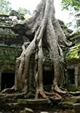 TROPICA - Figuier des pagodes (Ficus religiosa) - 200 graines- Magie tropicale