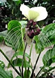 Tropica - Fleur Chauve-Souris Népal Géante (Tacca nevia white) - 10 Graines