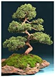 TROPICA - Genévrier chinois (Juniperus chinensis) - 15 graines- Bonsai