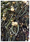 TROPICA - Gommier bleu (Eucalyptus globulus bicostata) - 200 graines- Australie