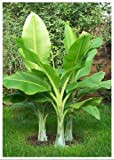 TROPICA - Grande banane des neiges (Musa glaucum syn. Ensete wilsonii) - 10 graines- Résistant au froid