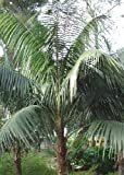 TROPICA - Kentia (Howea forsteriana) - 3 graines- Palmiers