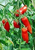 Tropica Lot de 10 graines de tomates andines cornues (Lycopersicon esculentum)