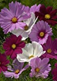 TROPICA - Mélange Cosmos bipenné (Cosmos bipinnatus) - 100 graines - Fleurs d'été