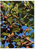 TROPICA - Mûrier noir (Morus nigra) - 200 graines- Plante utile