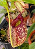 TROPICA - Nepenthes X hookeriana () - 10 graines- Carnivore