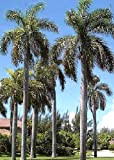TROPICA - Palmier royal cubain (Roystonia regia) - 8 graines- Palmiers