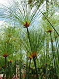 Tropica - Plantes Aquatiques - Cyperus papyrus - 15 Graines