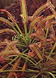 Tropica - rosée du soleil (Drosera capensis) - 200 graines avec substrat de culture