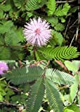 TROPICA - Sensitive pudique (Mimosa pudica) - 70 graines- Magie tropicale
