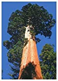 TROPICA - Séquoia de montagne (Sequoiadendron gigantea) - 50 graines- Résistant au froid
