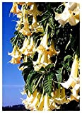 TROPICA - Trompette des anges - blanc (Brugmansia suaveolens) - 10 graines- Méditerranée