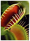 TROPICA - Vénus Attrape-mouche (Dionaea muscipula) - 10 graines- Carnivore