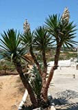 TROPICA - Yucca géant (Yucca elephantipes syn. gigantea) - 10 graines