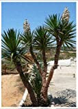 TROPICA - Yucca gigantea (Yucca elephantipes syn. gigantea) - 10 graines- Méditerranée