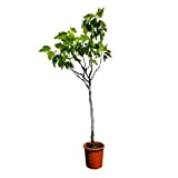 Tropictrees - Ficus carica - figue comestible - hauteur : 170 cm - résistant au gel - figuier - figue ...