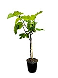 Tropictrees - Figuier - Figue - Arbre fruitier - 100CM - A+ - Ficus Carica - Figue comestible - Froshart ...