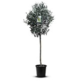 Tropictrees olivier arbre tronc 160cm olivier naturel résistant à l'hiver circonférence du tronc 6-8 cm fruits mûrs tronc incl. pot ...
