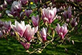 Tulipe Magnolias - Magnolia Soulangeana - 5 graines fraîches