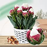 Tulipes doubles Ice Cream, 10 Bulbes de tulipes exclusifs de Hollande, Bulbe résistant à l'hiver et vivace pour le jardin, ...
