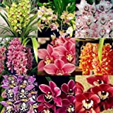 Un sac = 200pcs Cymbidium Orchid, Multi Color Cymbidium Orchid plantes, graines Bonsai Fleur, croissance naturelle, des plantes pour jardin ...