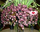 Un sac = Orchidée de Cymbidium, Multi Color Cymbidium Orchid plantes, graines Bonsai Fleur, croissance naturelle, des plantes pour jardin ...
