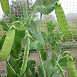 Variétés de graines de légumes - 100Pcs Sugar Snap Snow Pea Seeds Mangetout Comestible Légumes Potager Jardin Décor Enfants Débutants ...
