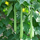 Variétés de semences de légumes - 100Pcs / Sac Luffa Seeds Comestible Plantation De légumes verts Graines de légumes verts ...