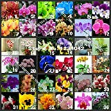 VENTE! 200pc Orchid papillon Graines, 36 variétés de graines Bonsai belles fleurs, d'orchidées ornementales seniors
