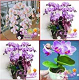 Vente en gros 120pcs / lot 24 différents types d'orchidées multicolores Papillon de fleurs de semences Graines de planteuse maison ...