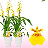 Véritable Oncidium Joost Orchidée 2 grandes plantes d'intérieur Hollande 30-40 cm de haut avec des fleurs et légèrement parfumées. Pas ...