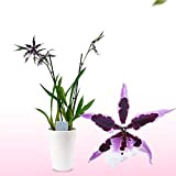 Véritable orchidée Beallara gothique en pot de Hollande - 30 à 40 cm de haut - Pas d'orchidée artificielle, sans ...