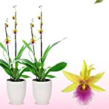 Véritable orchidée Miltonia Sunset. 2 grandes plantes d'intérieur de Hollande. 30-40 cm de haut, avec des fleurs et légèrement parfumées.(pas ...