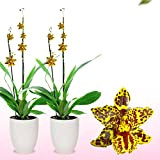 Véritable orchidée Oncidium Hansueli. 2 grandes plantes d'intérieur de Hollande. 30-40 cm de haut, avec des fleurs et parfumées (pas ...