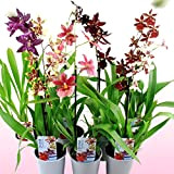 Véritables orchidées Cambria 3 grandes plantes d'intérieur 30-40 cm de haut avec fleurs 3 variétés de mélange de Hollande 3 ...