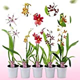 Véritables orchidées Cambria, 5 grandes plantes d'intérieur de 30-40 cm de haut avec des fleurs, 5 variétés de mélange de ...