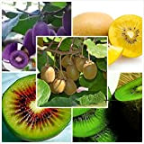 Vert: Graines de fruits/sachet de 80 graines, Quatre sortes de kiwis, Nutrition rouge pourpre, jaune, verte, riche et savoureuse, Jardin ...