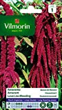 Vilmorin 5129841 Amarante Queue de Renard, Violet, 90 x 2 x 160 cm